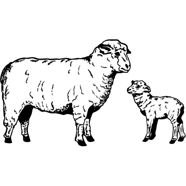 SHEEP010 Thumbnail