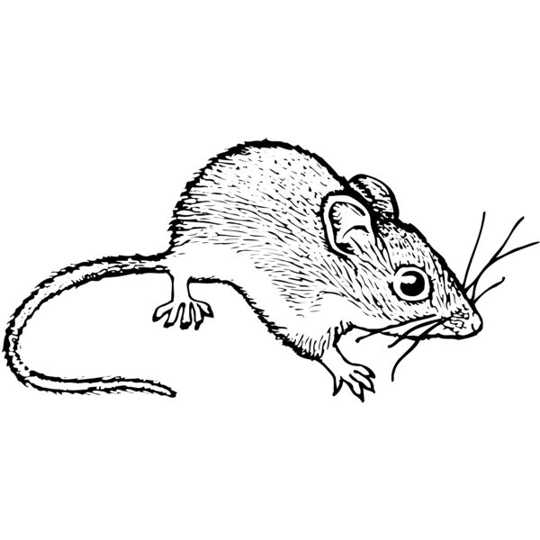 MOUSE005 Thumbnail